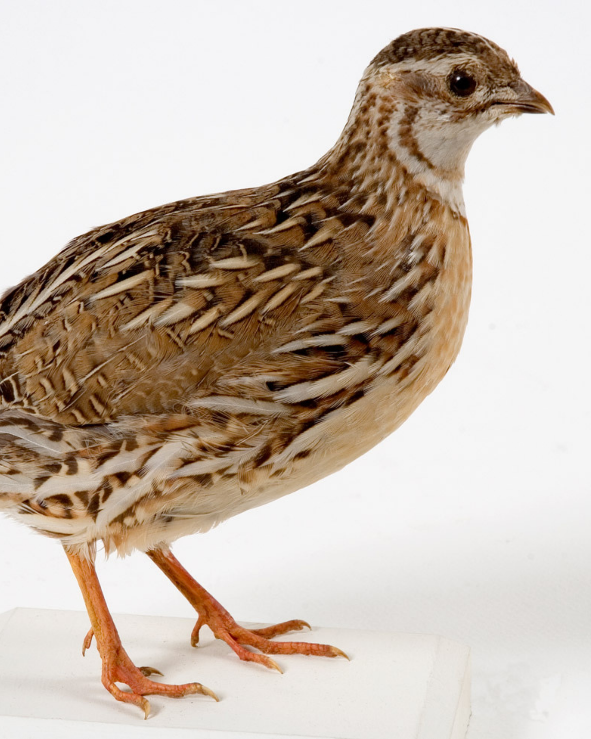 animaux derycke caille