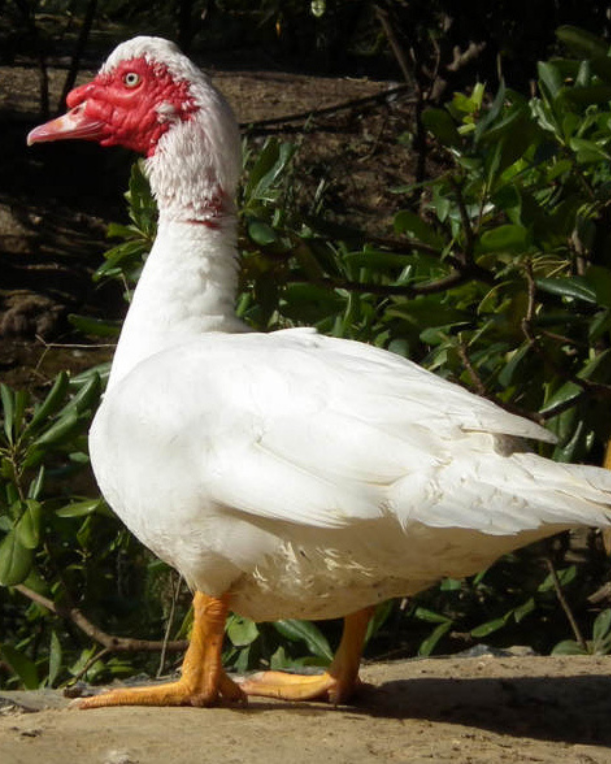 animaux derycke canard barbarie