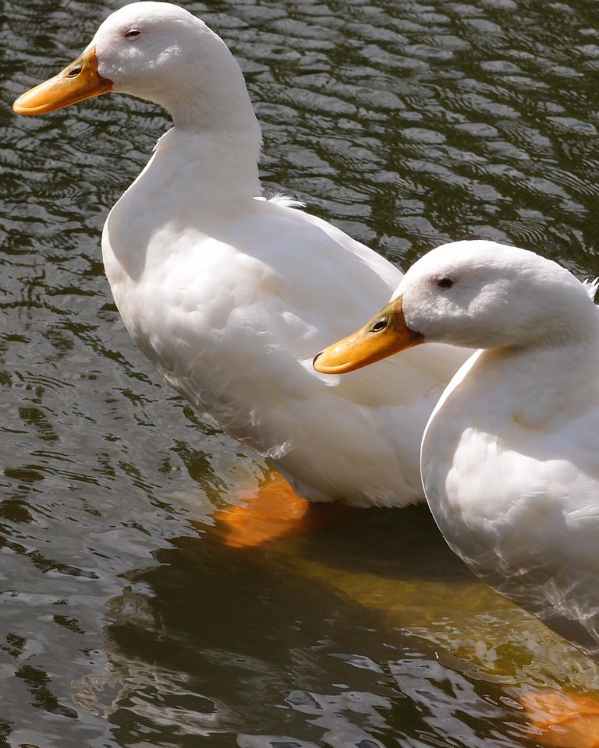 animaux derycke canard pékin