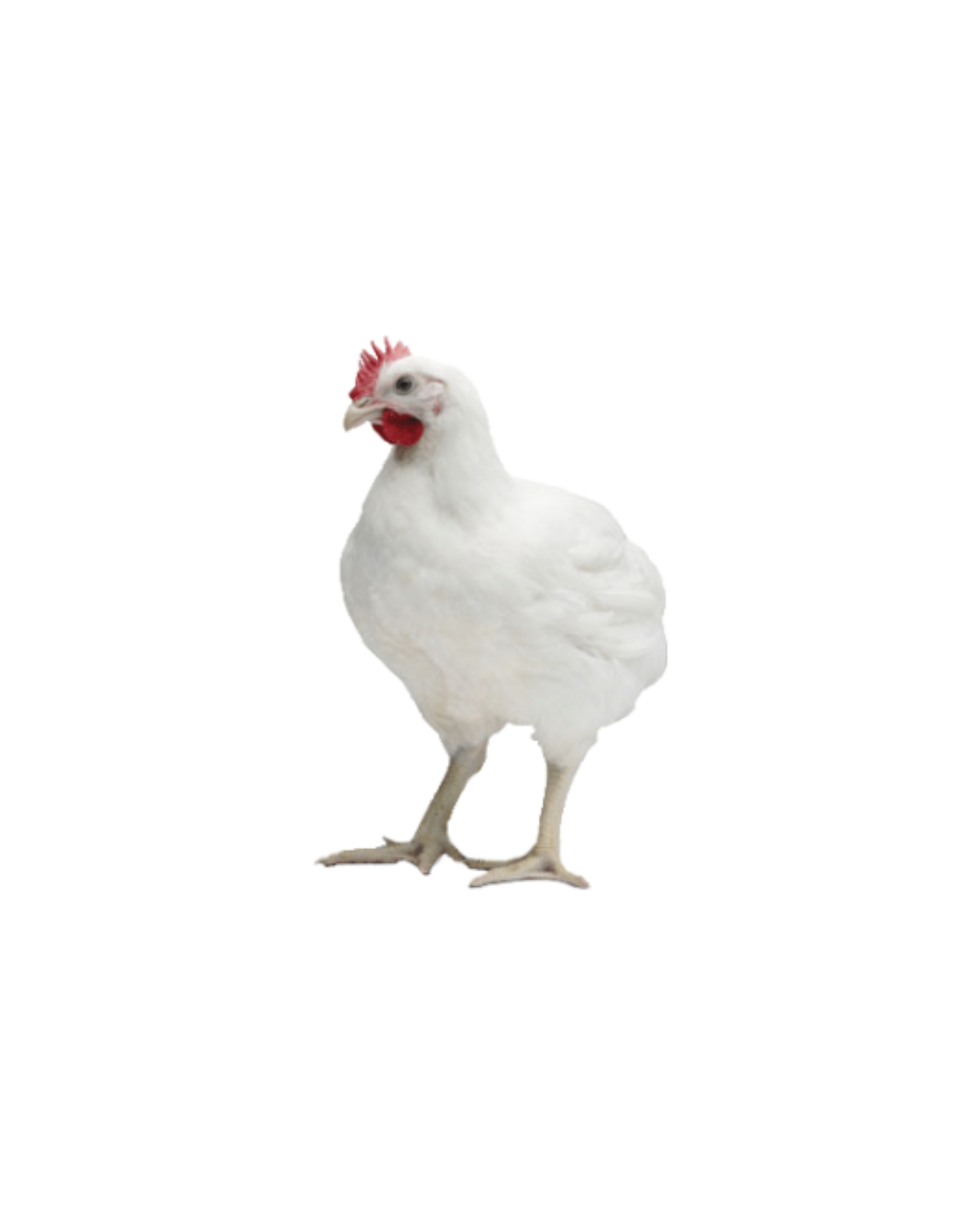 animaux derycke chair cobb