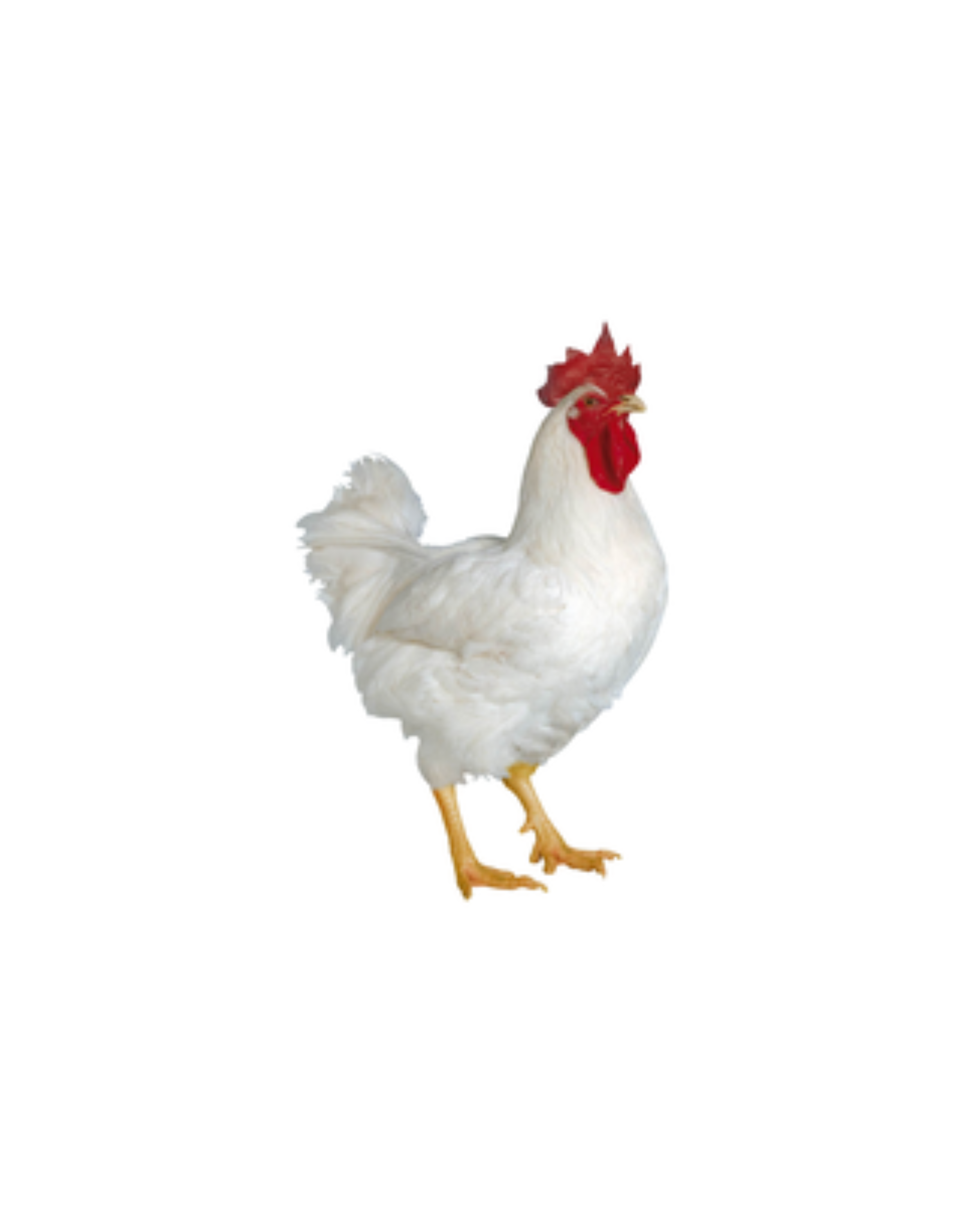 animaux derycke chair hubbard