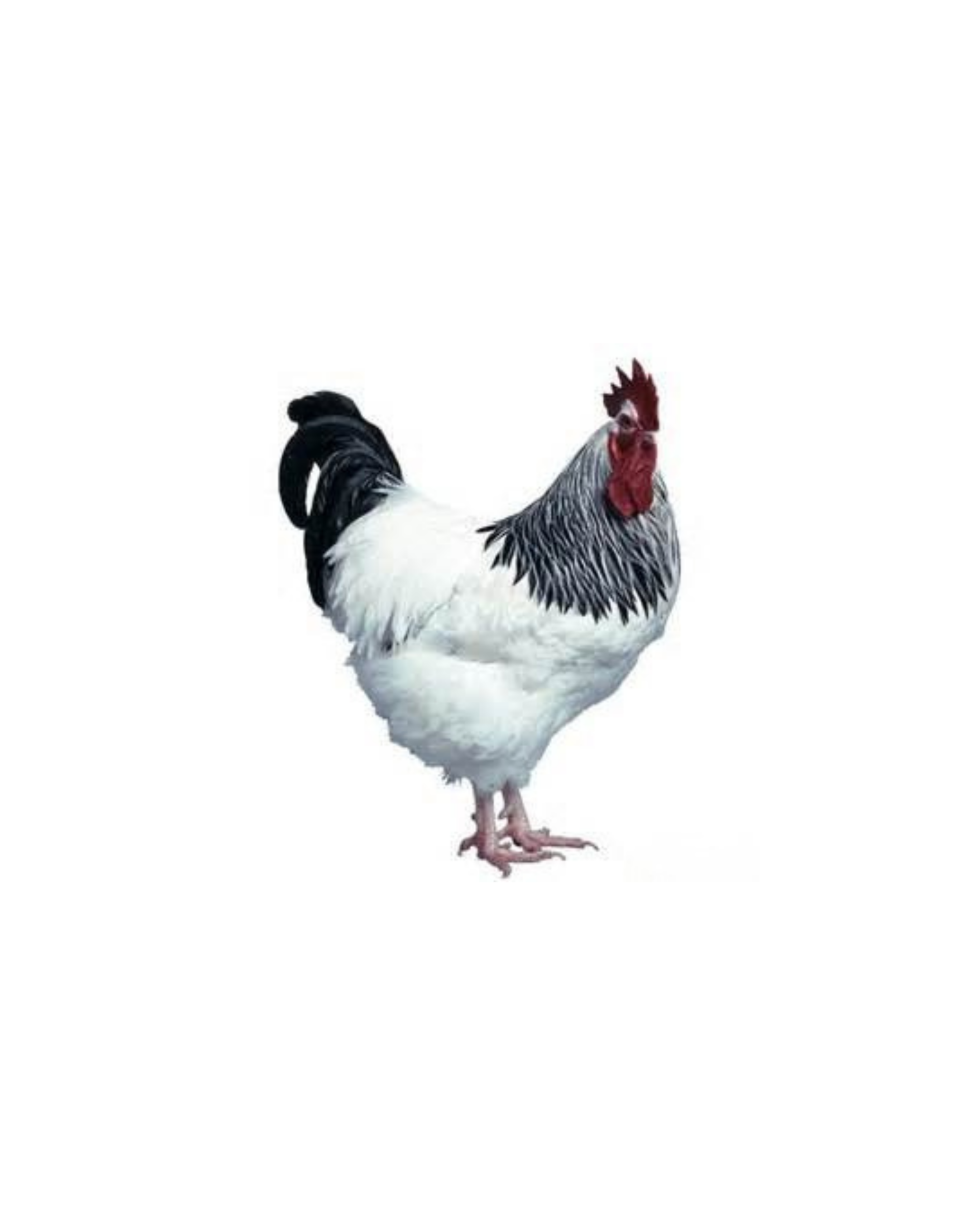 animaux derycke chair sussex