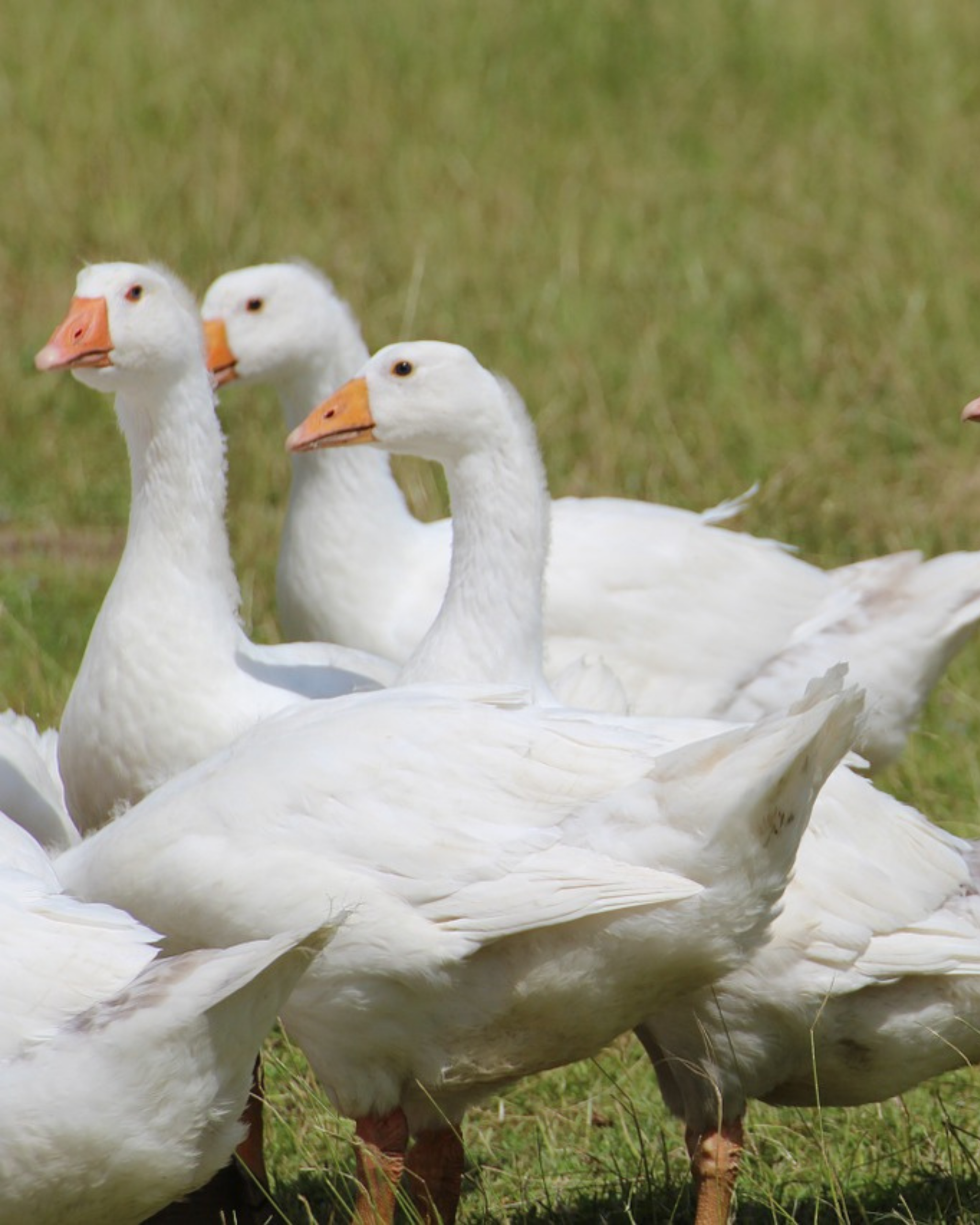 animaux derycke oie
