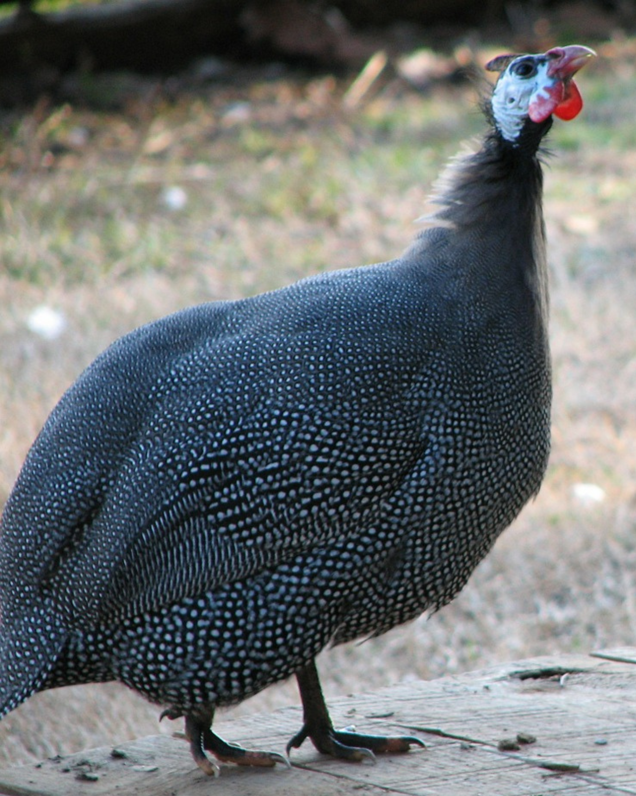 animaux derycke pintade