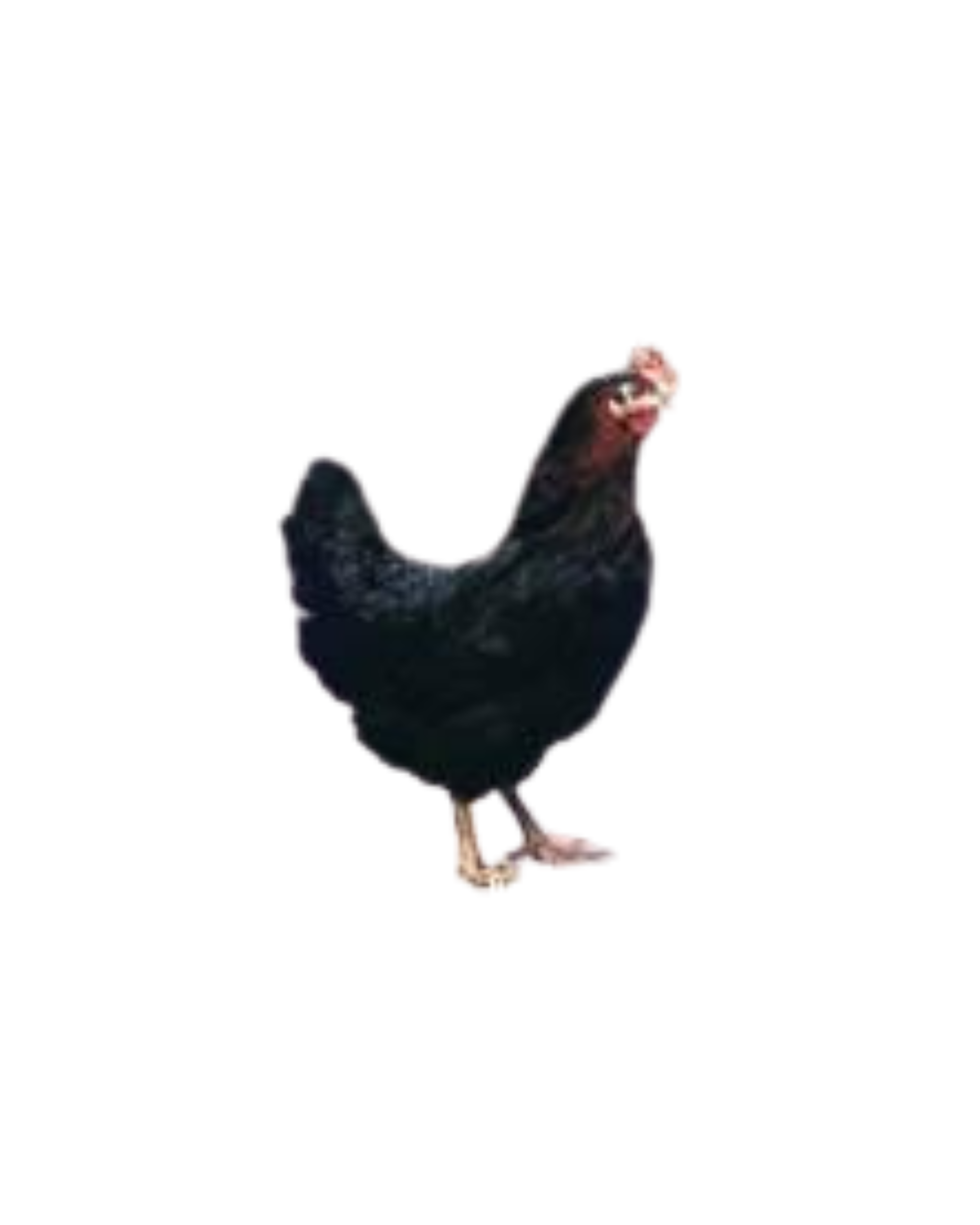 animaux derycke ponte bovans nera