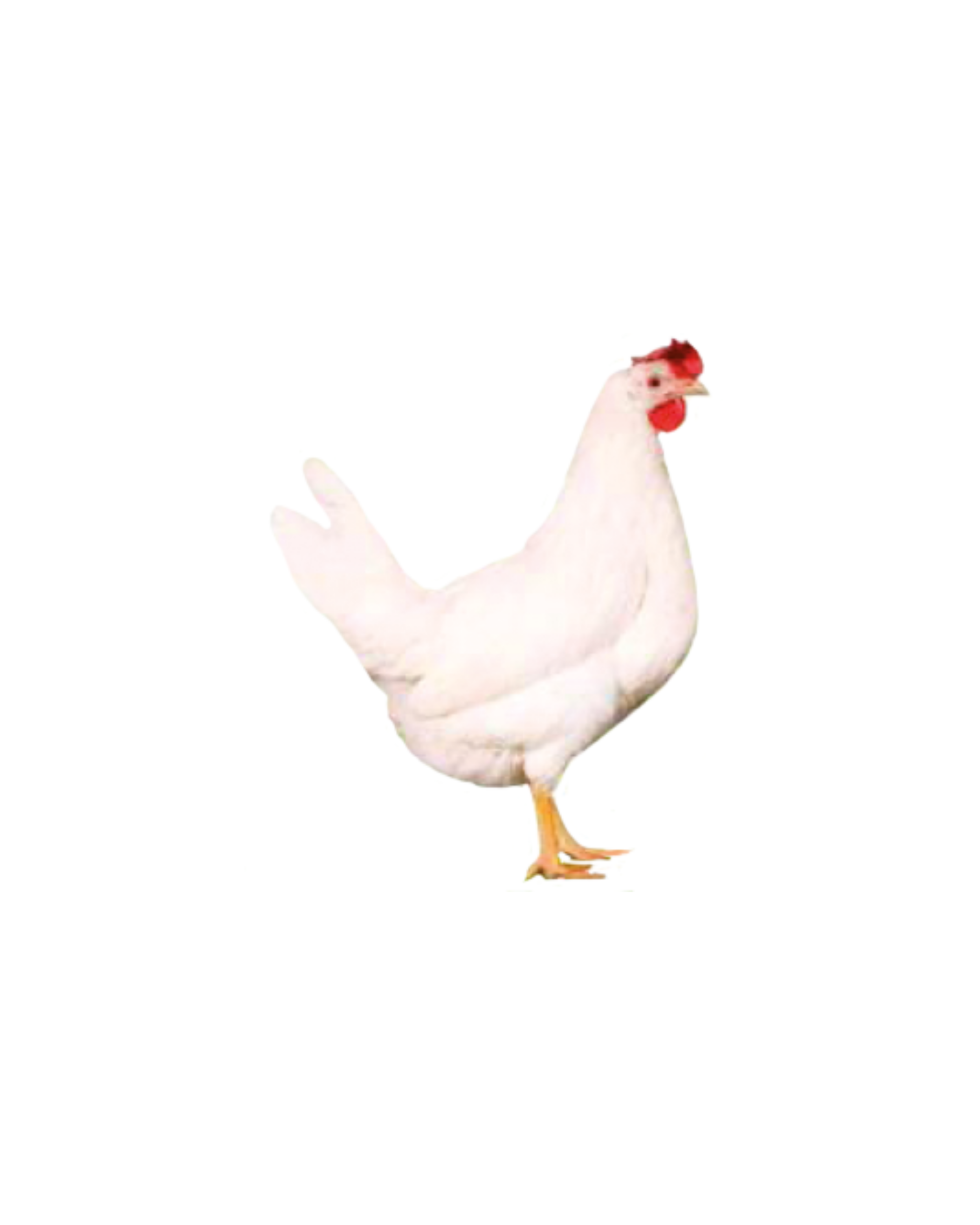 animaux derycke ponte novo white