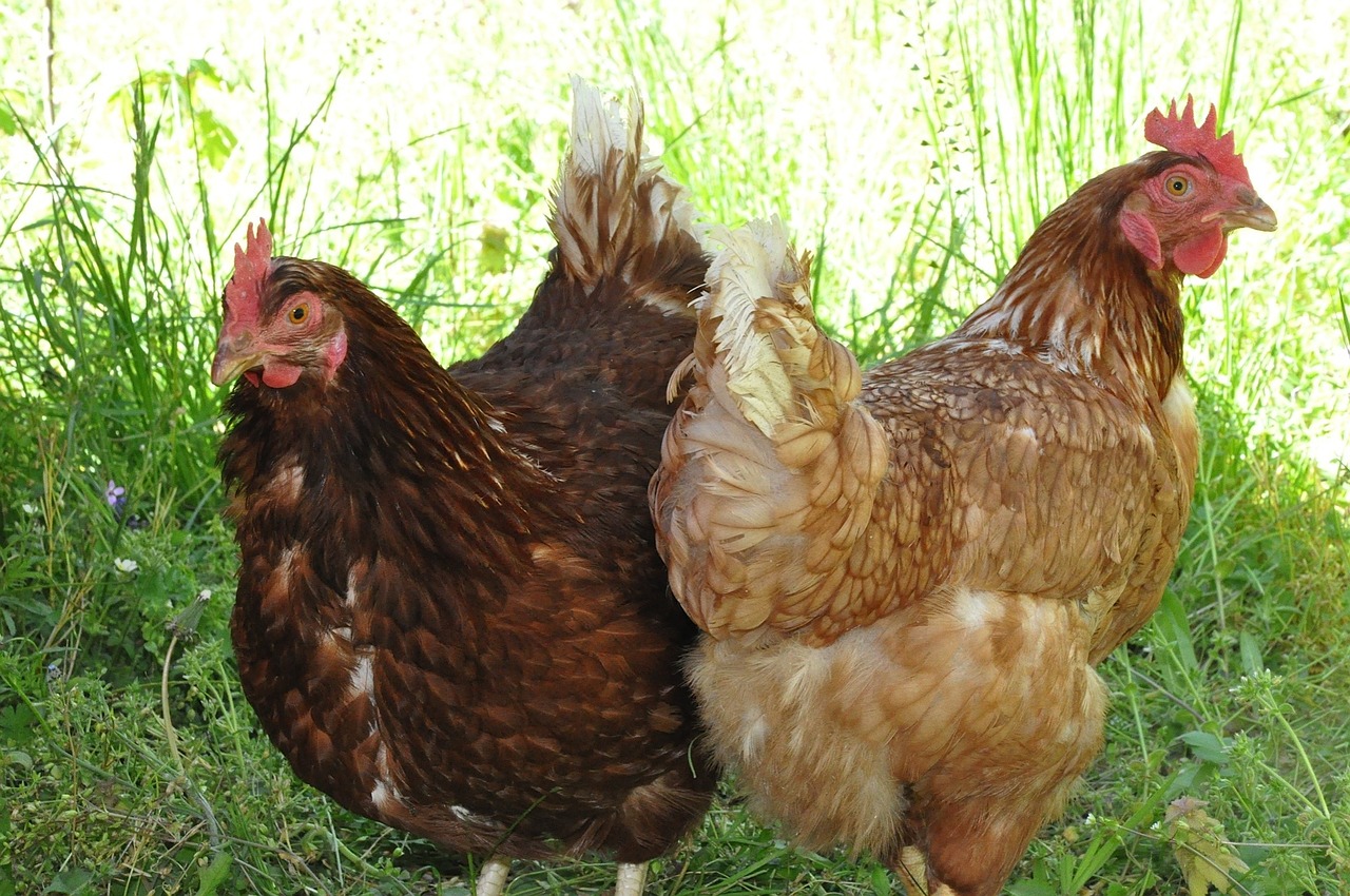 poules pondeuses derycke