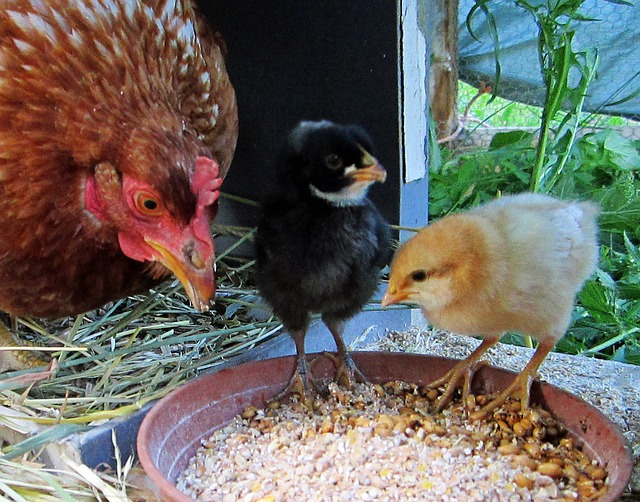 aliments derycke