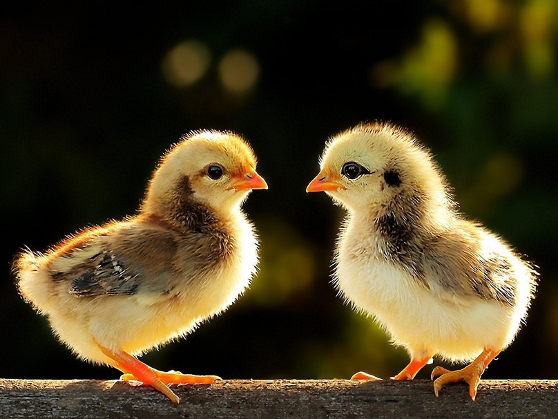 animaux derycke