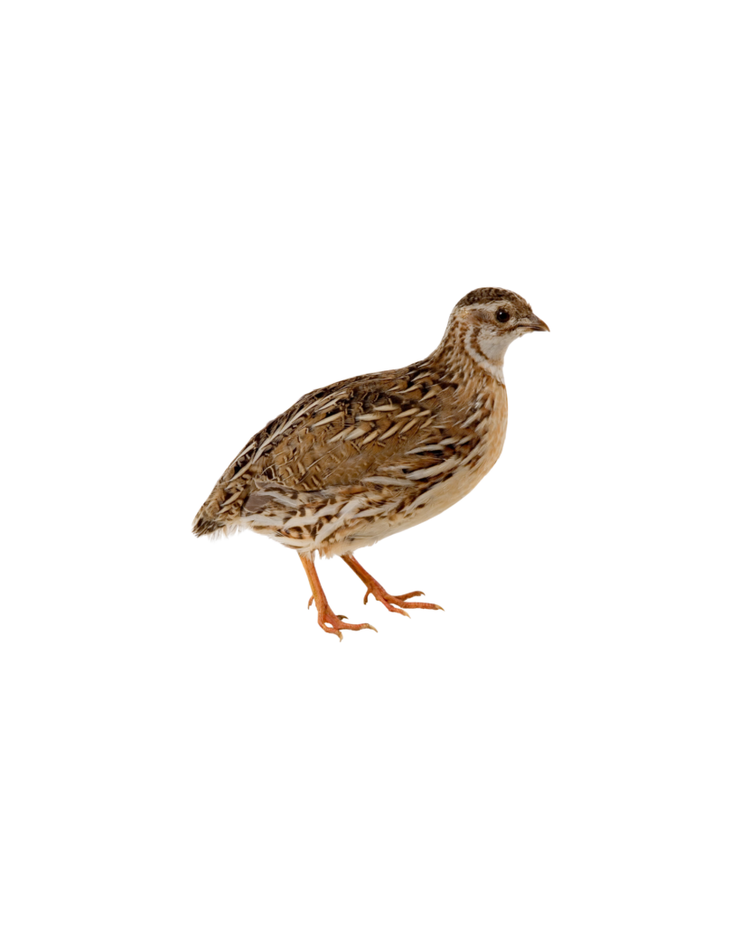 nos animaux derycke caille