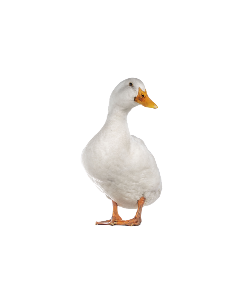 nos animaux derycke canard