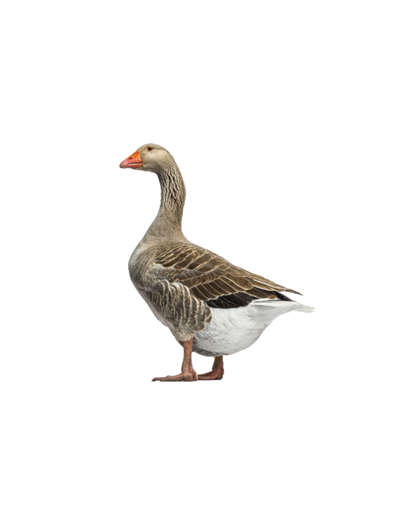 nos animaux derycke oie