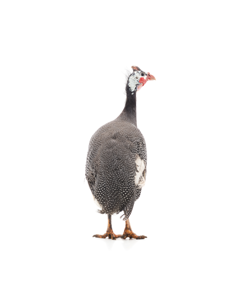 nos animaux derycke pintade