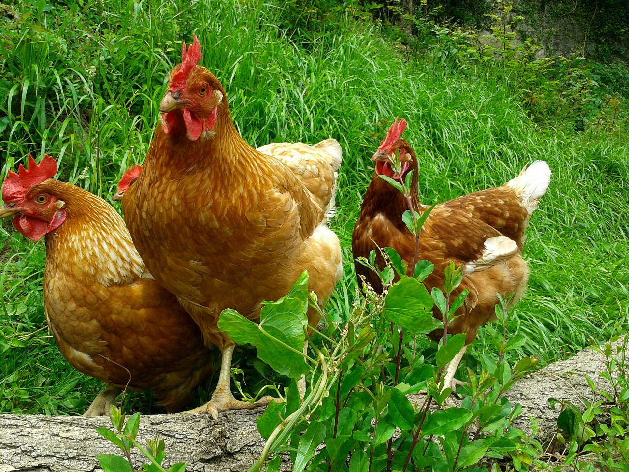 elevage de poules derycke savimat