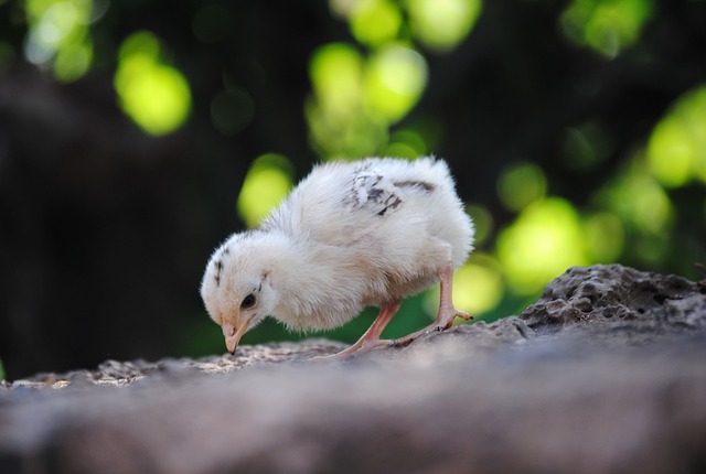 poussin derycke savimat