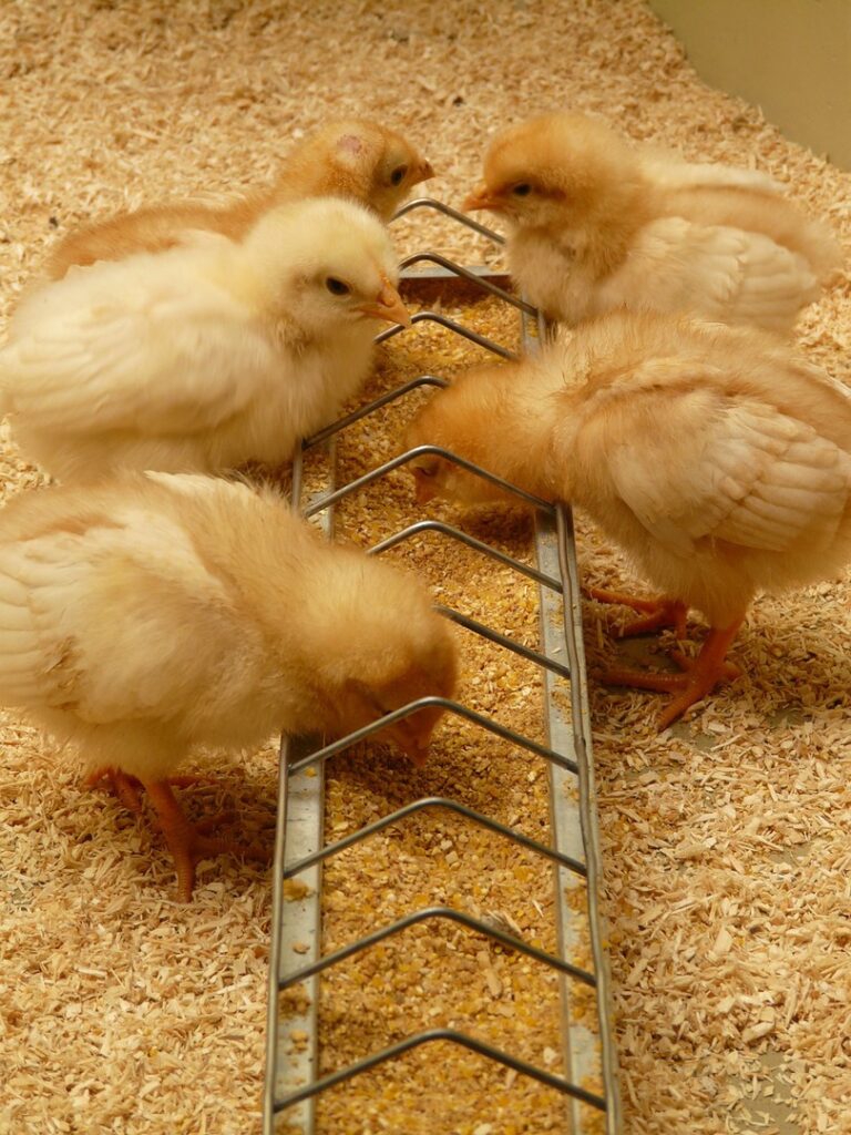 alimentation derycke poussins