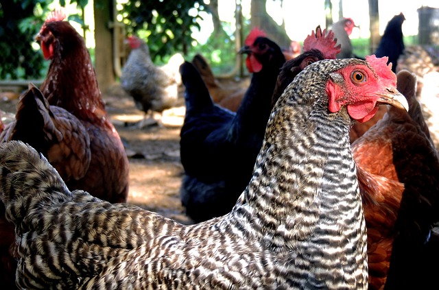 elevage poules derycke