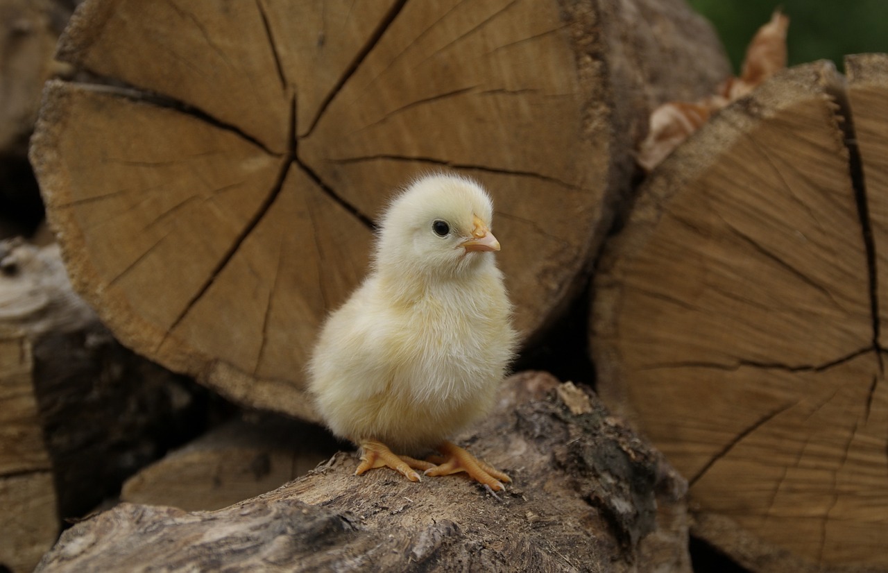 animaux derycke poussins bois