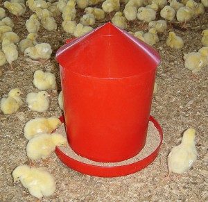 mangeoire poussins derycke