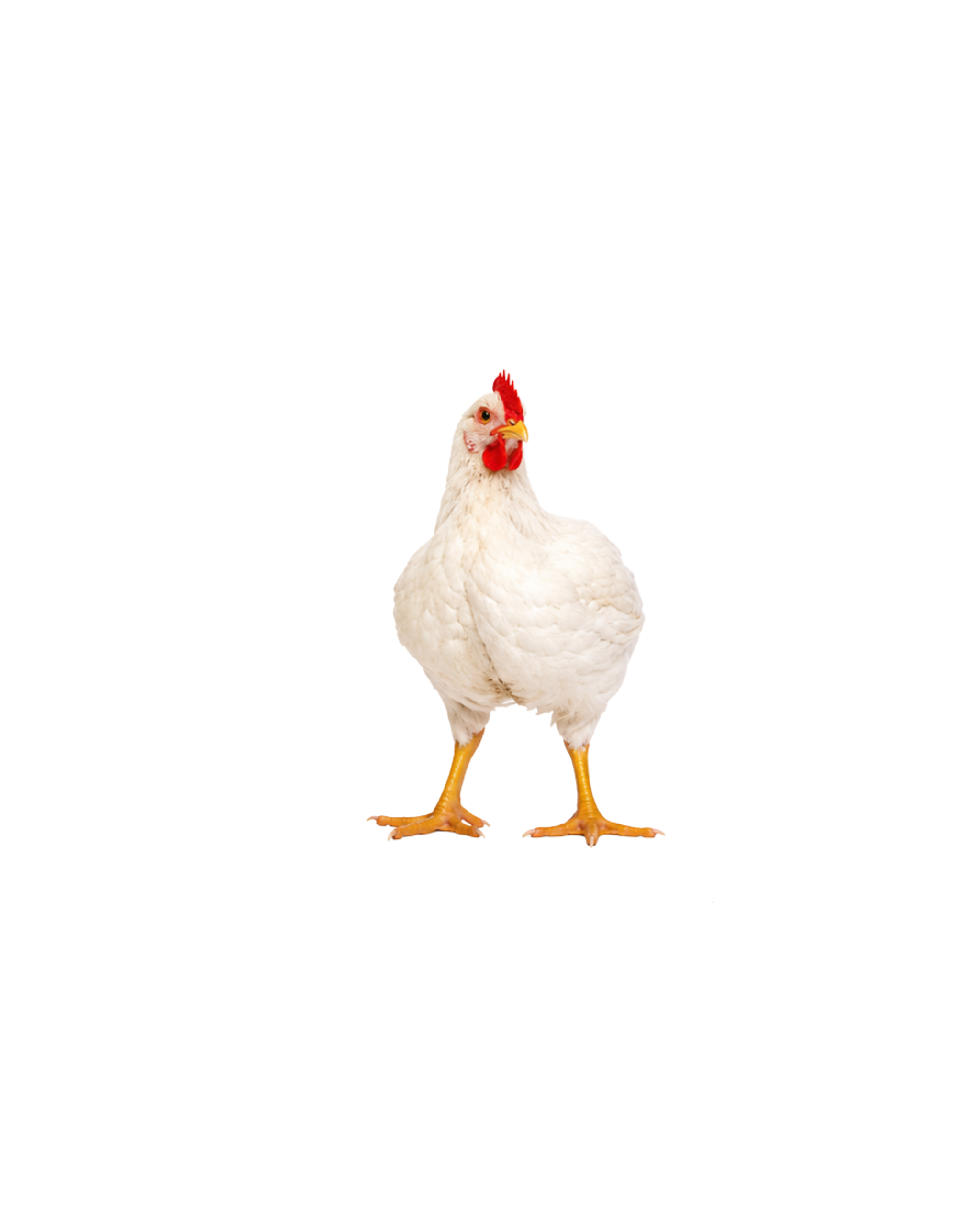 Animaux de rycke ross